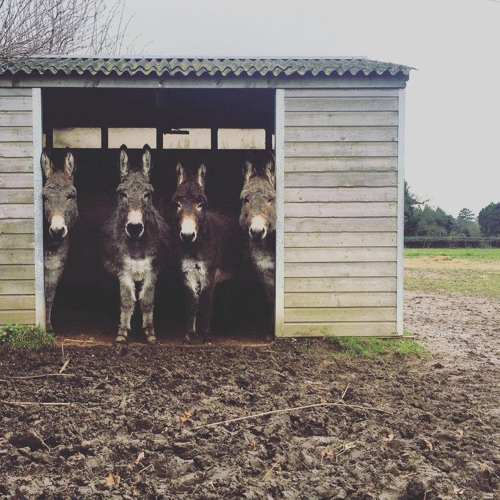 Donkey's in a shed