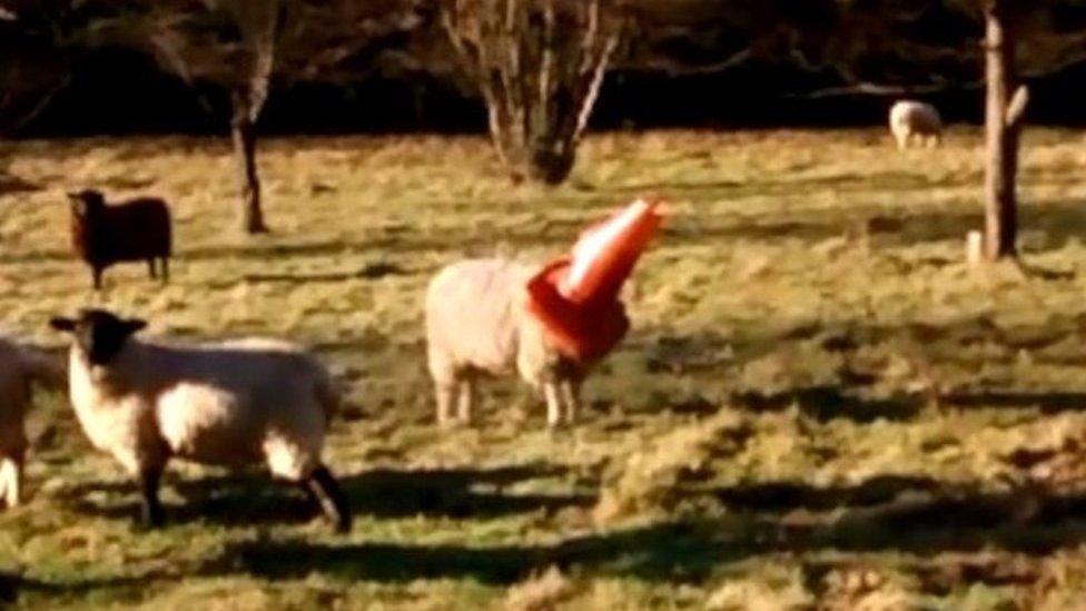 Sheep with cone on head