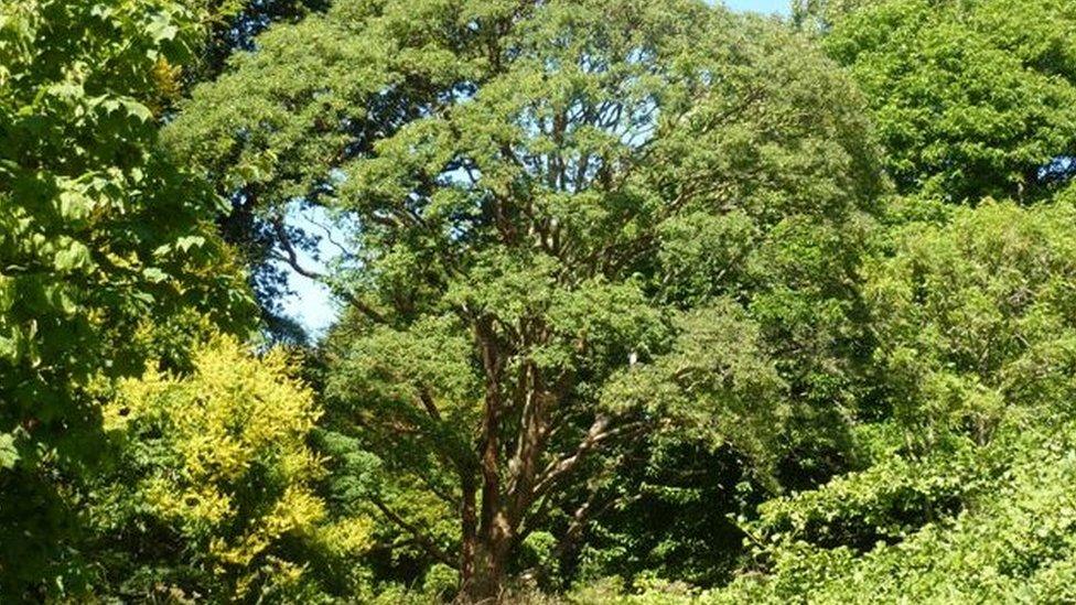 Acer griseum at Dyffryn Gardens