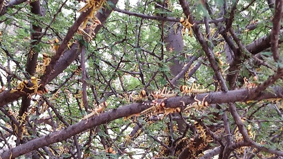 Locusts on a tree