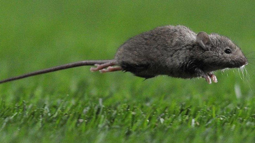 A leaping mouse