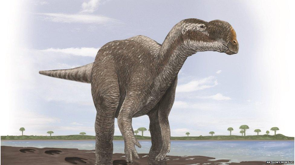 Artist's impression of a two-legged plant-eating dinosaur similar to Muttaburrasaurus