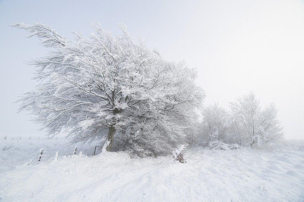 Snow drifts against trees in South Lanarkshire