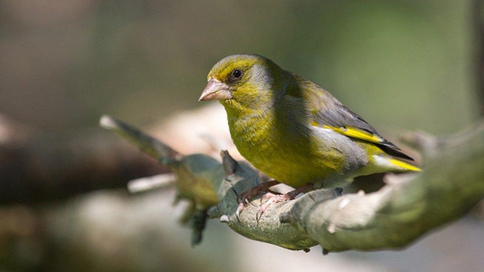 Greenfinch