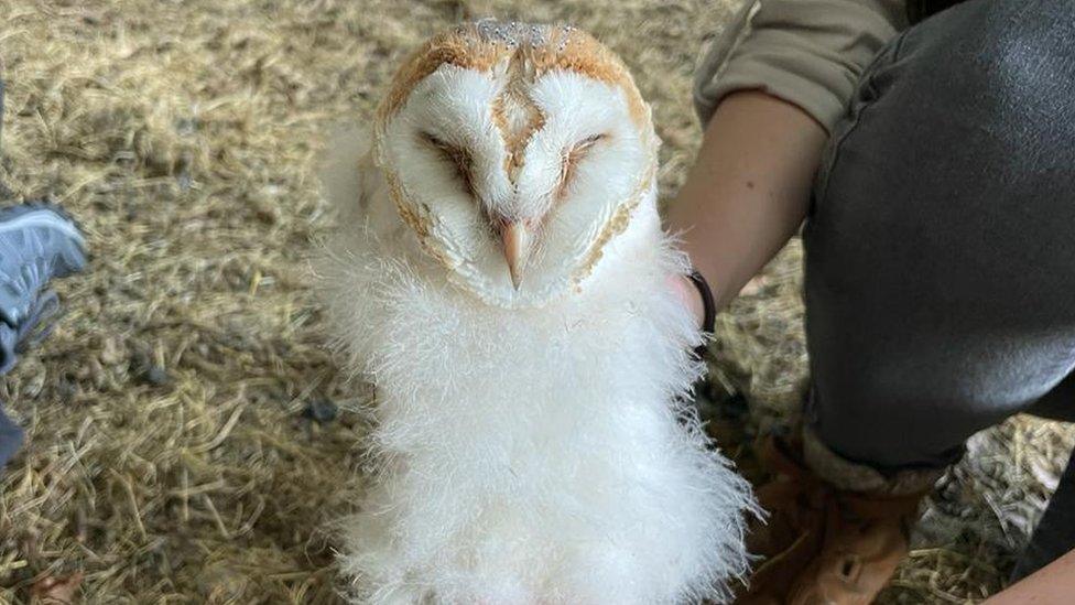 An owlet