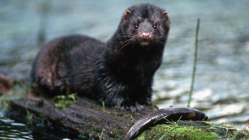 American mink