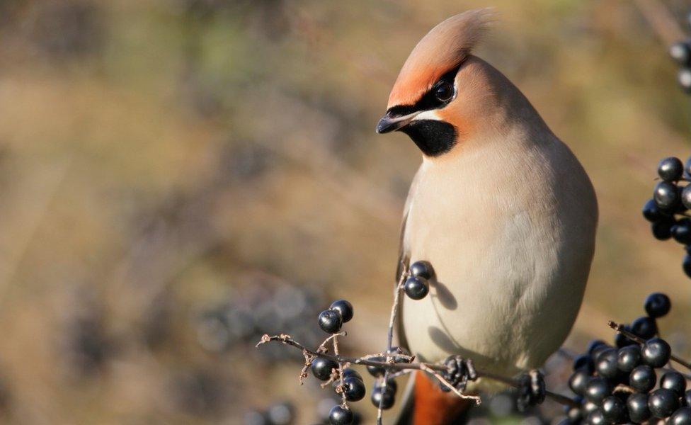 Waxwing