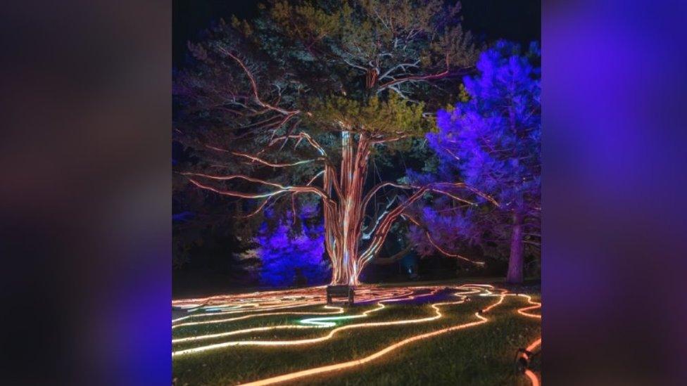 Tree lit up in Cambridge