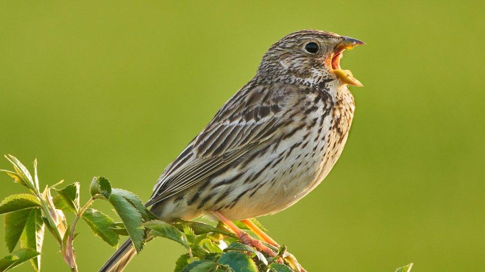 corn bunting