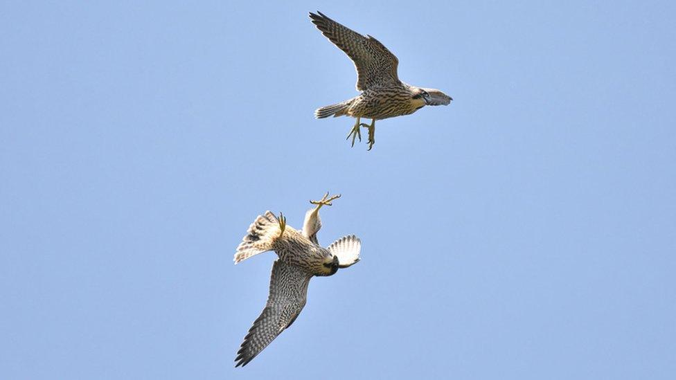 Peregrines