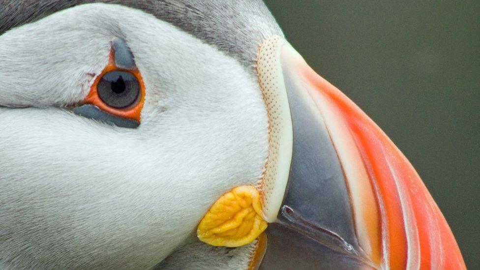 Closeup of a puffin's head