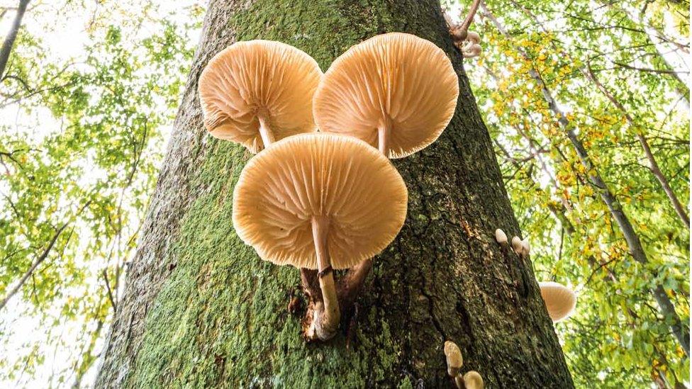 winning-photo-for-GDT-Nature-Photographer-of-the-year-2021-plants-and-fungi