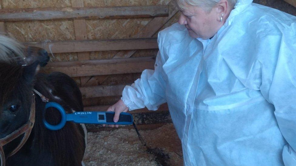 Vets from the Leningrad region examined the two ponies and said they were healthy