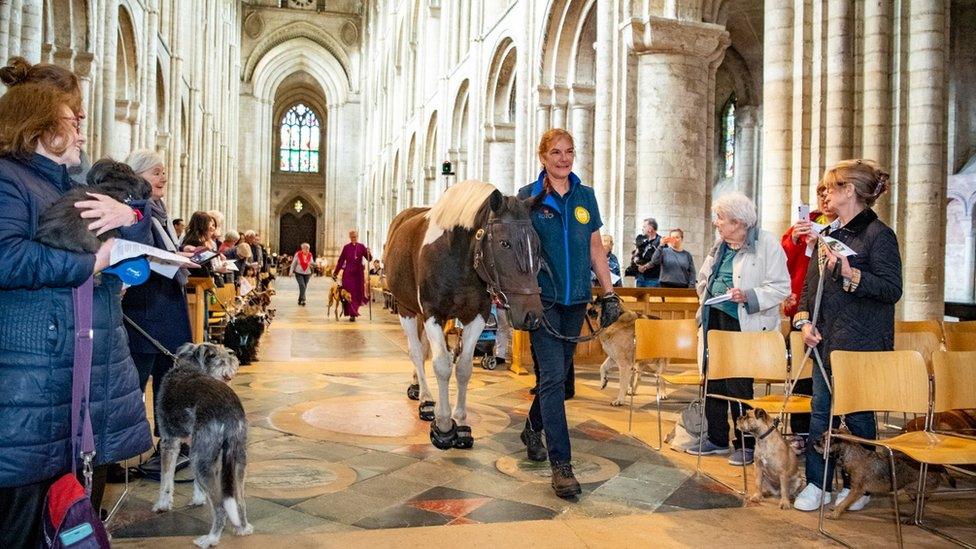 Animals attending a service at Ely Cathedral