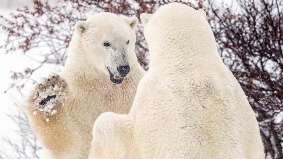 Polar bears spar near the town of Churchill, Canada. File photo