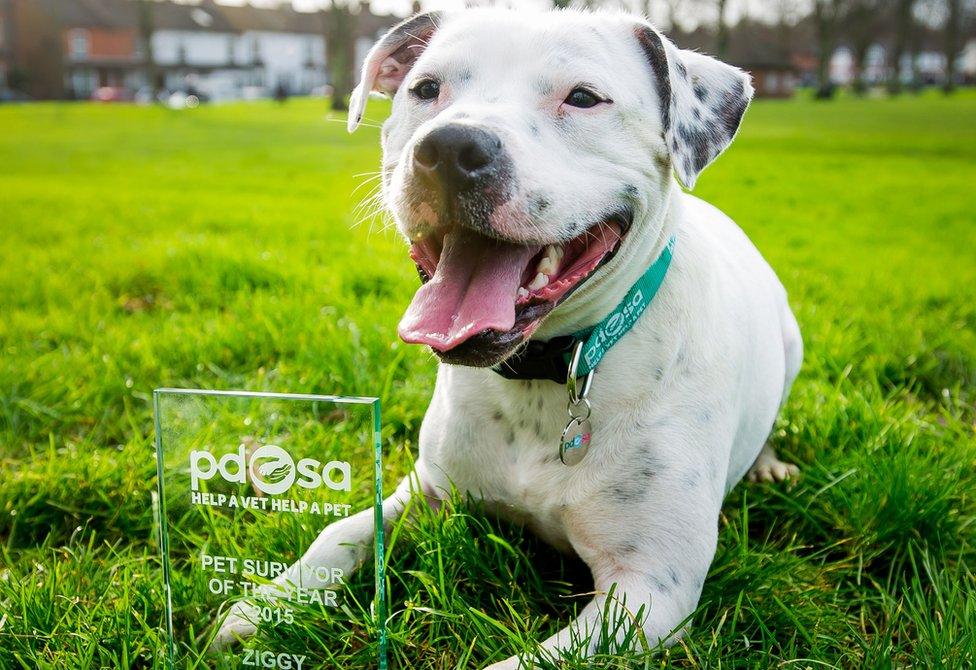 Ziggy with his PDSA pet of the year award