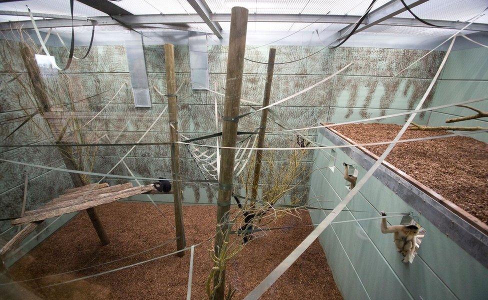 Inside the new gibbon enclosure