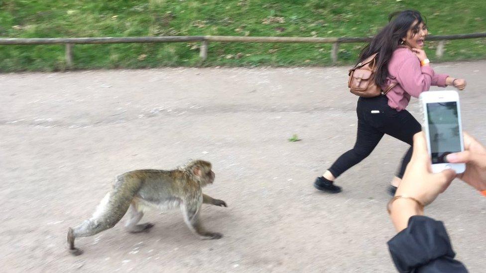 Macaque chasing a young woman