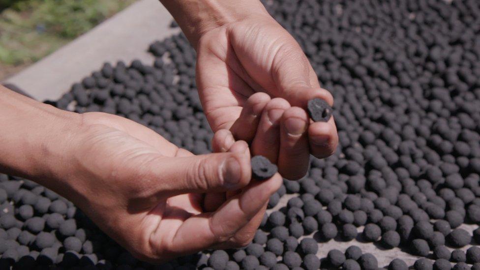 Man's hands holding half of a charcoal seedball in each hand to reveal the tree seed inside