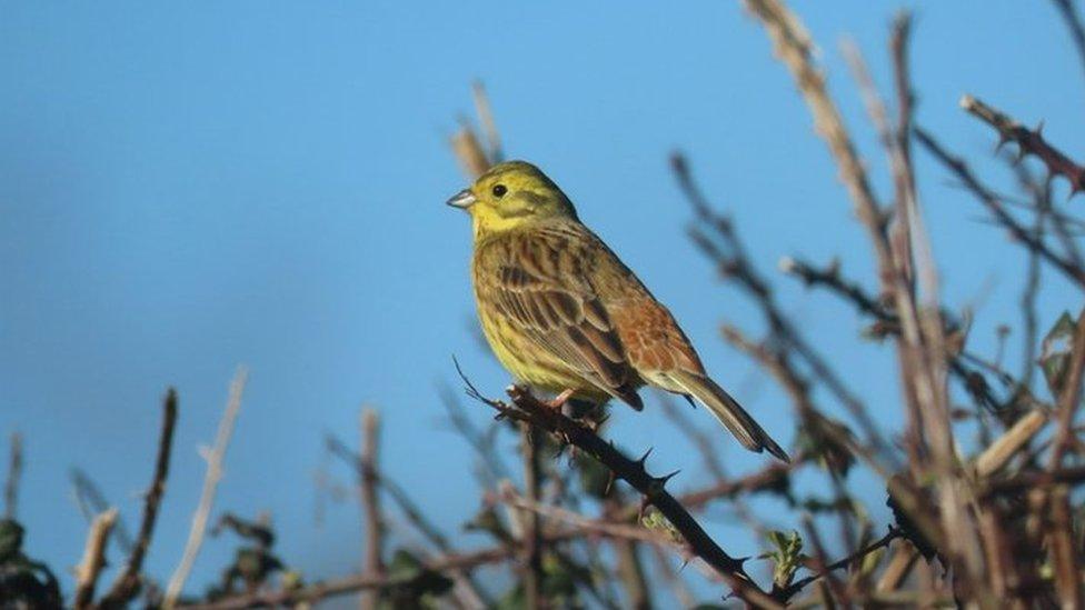 Yellowhammer