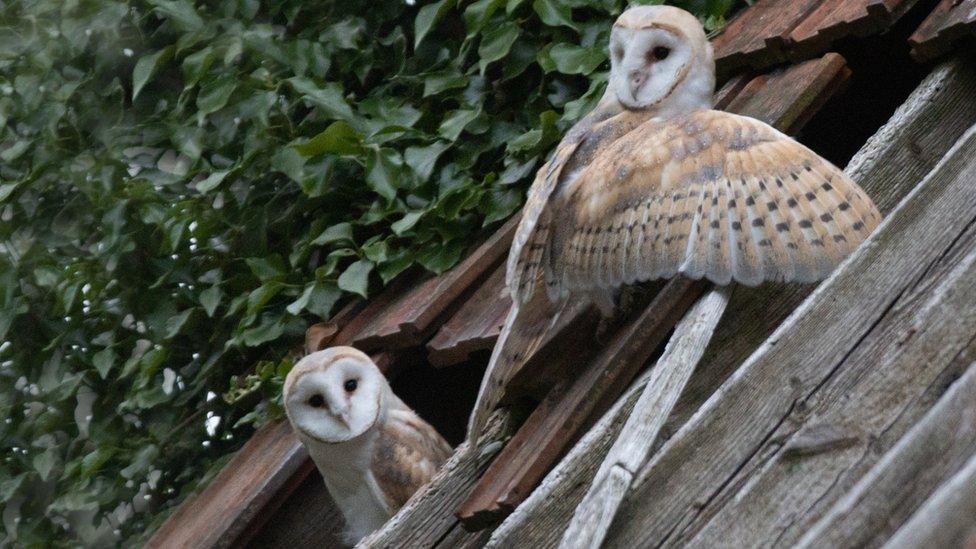 Barn owls