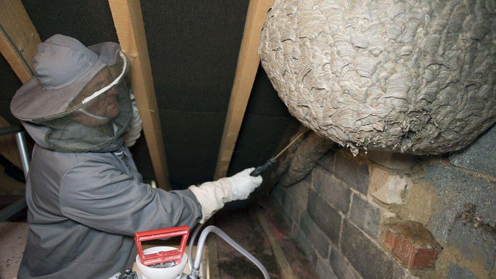 Gary Wilkinson with wasp nest