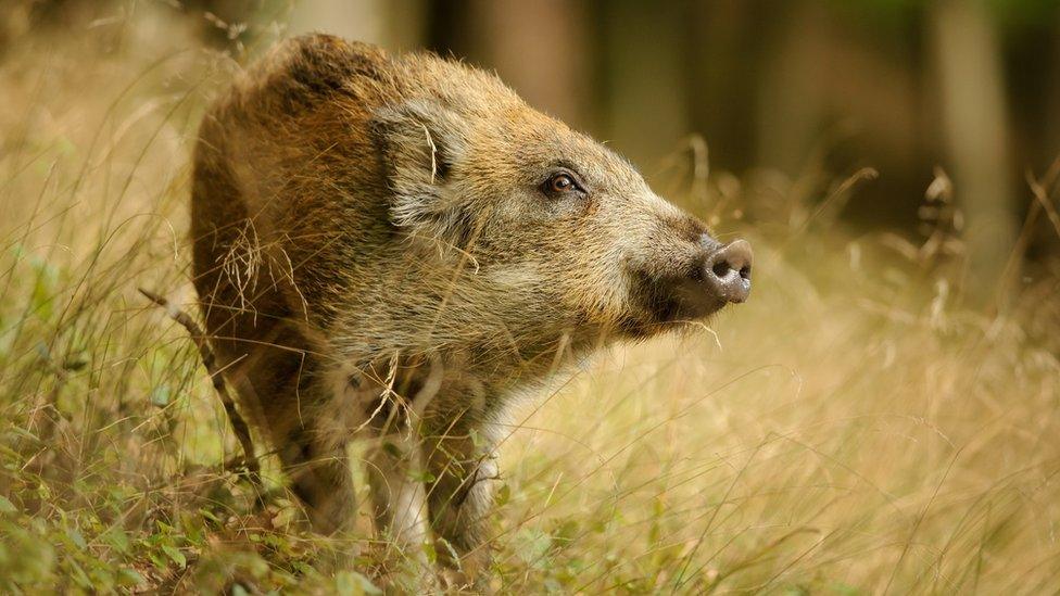 A wild boar standing in grass