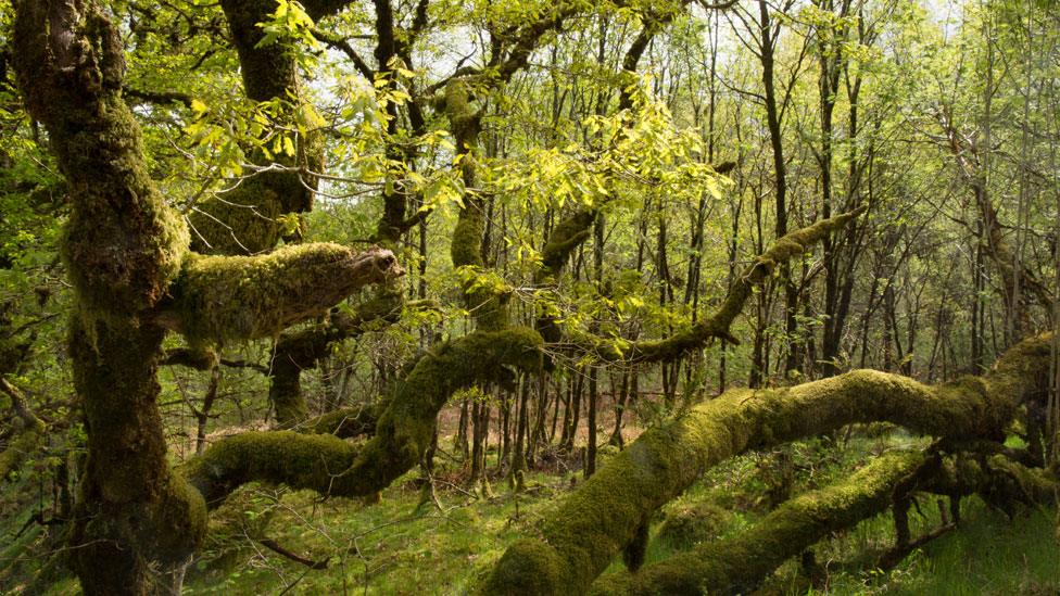 Scotland's rainforest