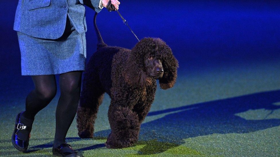 An Irish water spaniel is shown at the Best in Show event