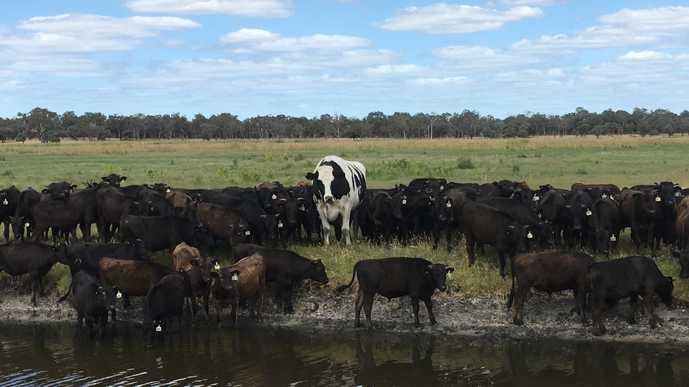 Knickers among a herd of wagyu cattle