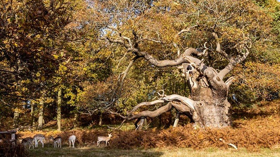 Bradgate Park