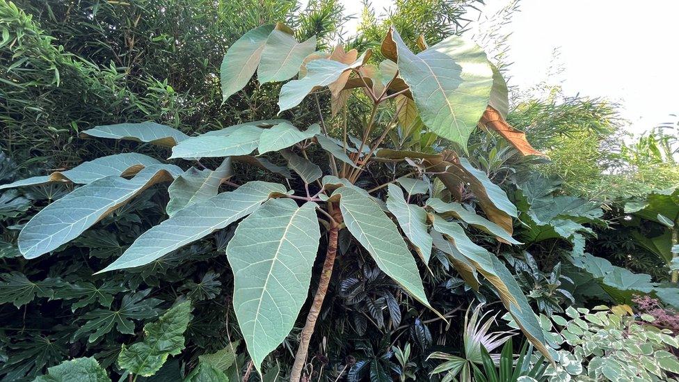 A hardy umbrella plant