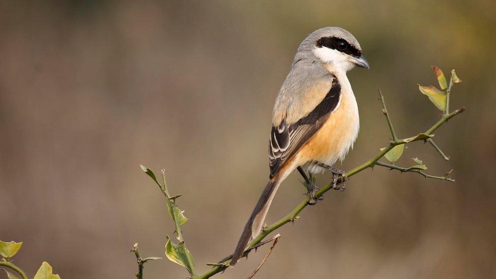 Rufous backed shrike or long tailed shrike