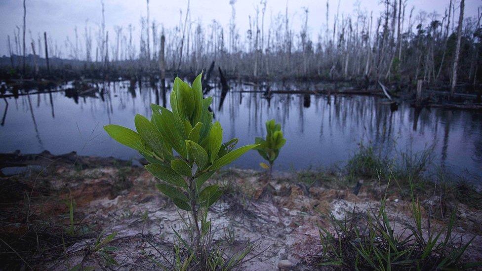 Deforestation in Sumatra