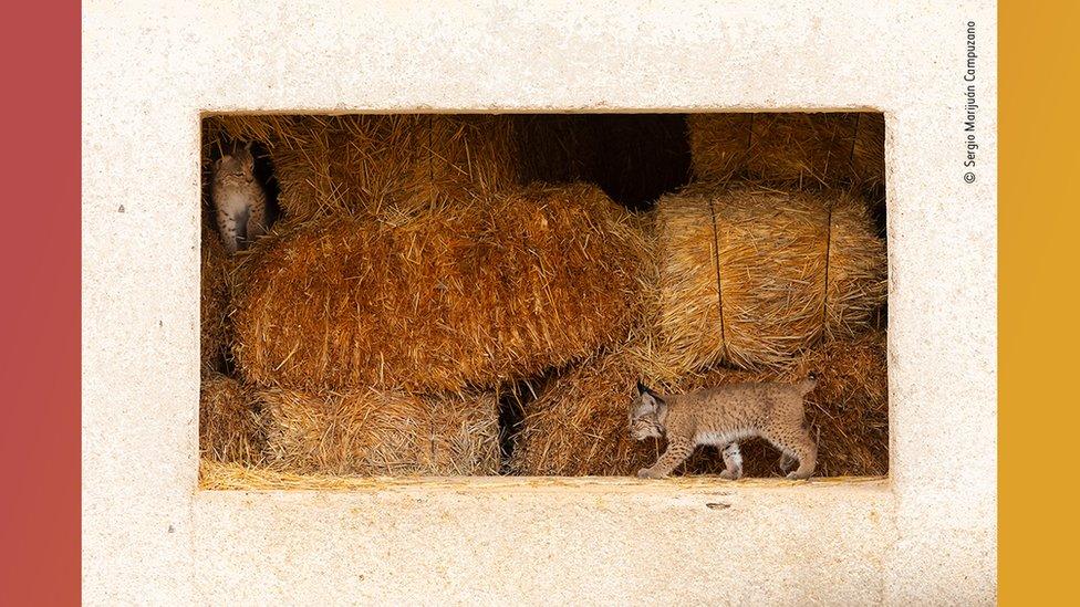 two-iberian-lynx-kittens-playing-in-hayloft