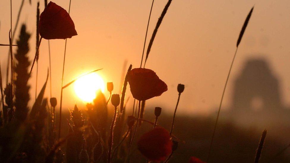 Poppies in a field close to Thiepval Tower at the Somme