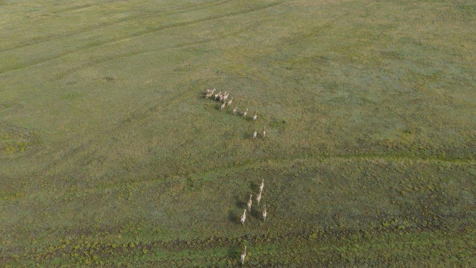 Aerial view on the herd of Transcaspian wild ass in the Tarutino steppe in Ukraine