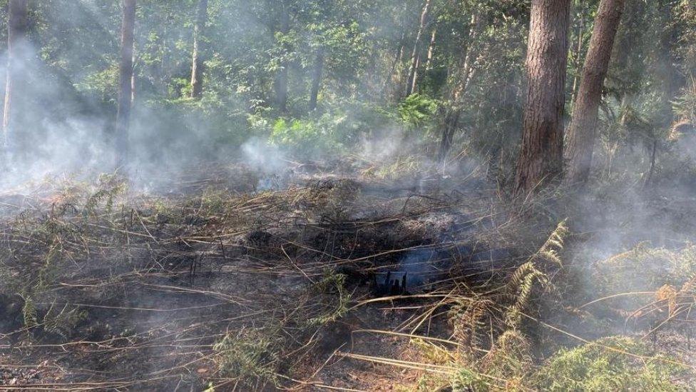 Wildfire in woods in Heybridge