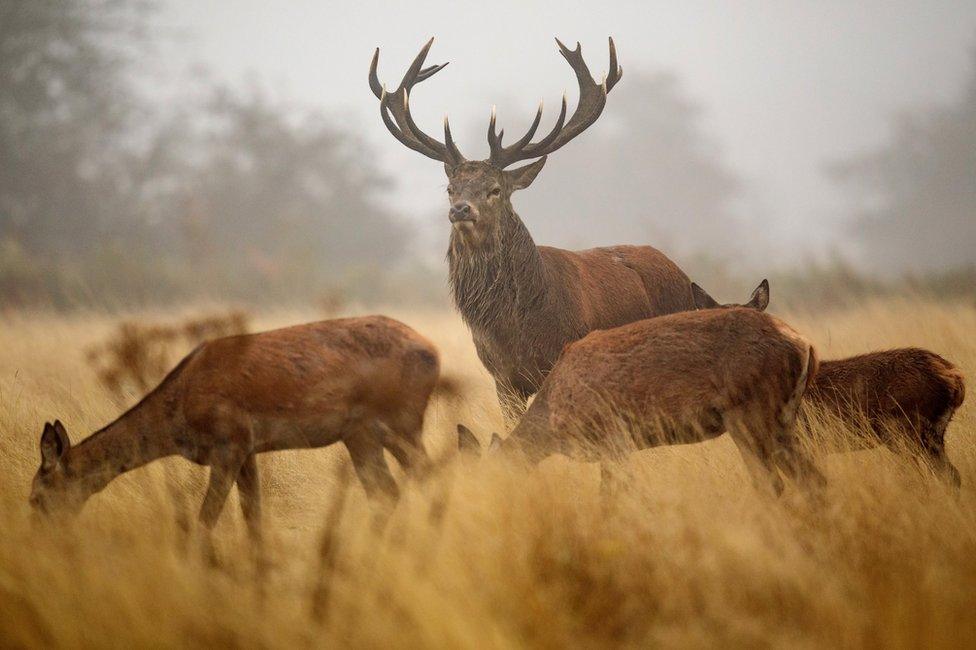 A red deer stag stands by a group of females on a foggy morning in Richmond Park