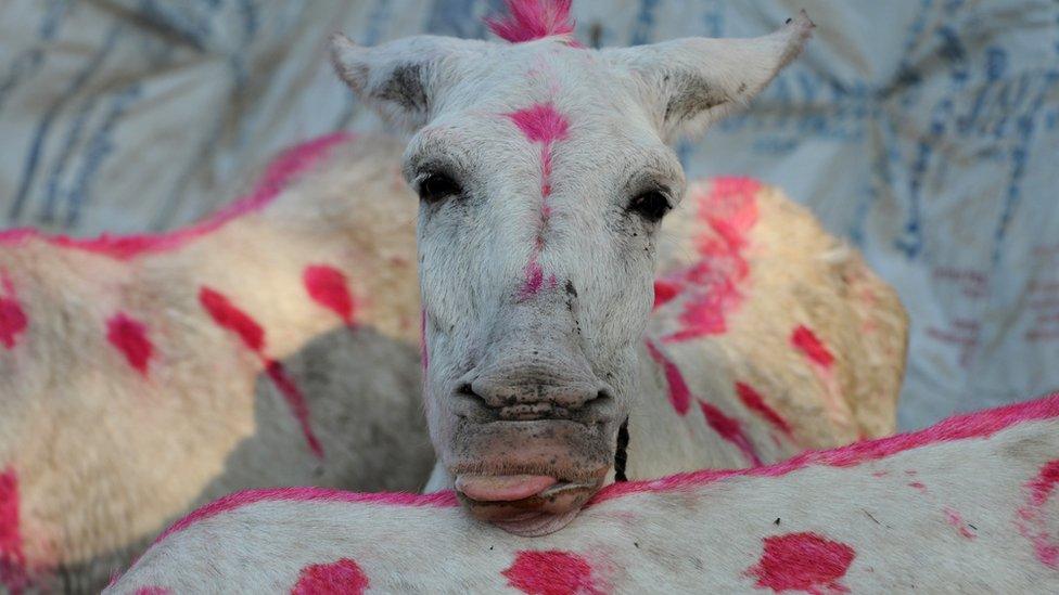 A donkey is pictured during a fair at Vautha village, some 50 kms. from Ahmedabad, on November 2, 2011.