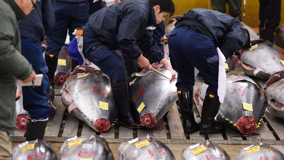 Tuna at a Tokyo market