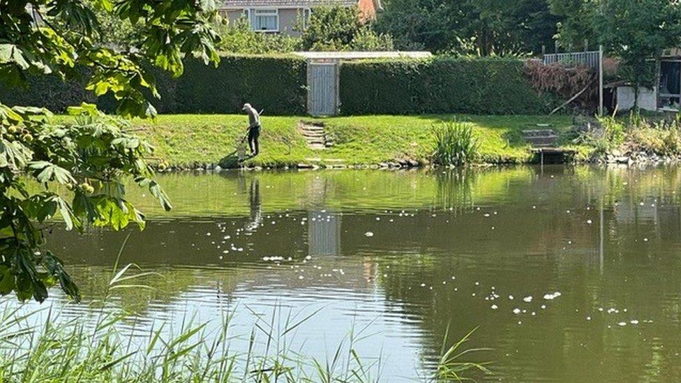 Dead fish at Blakespool Park pond