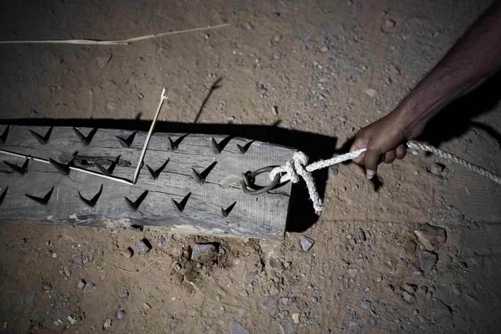 Nails used by cow vigilantes to force lorries to stop