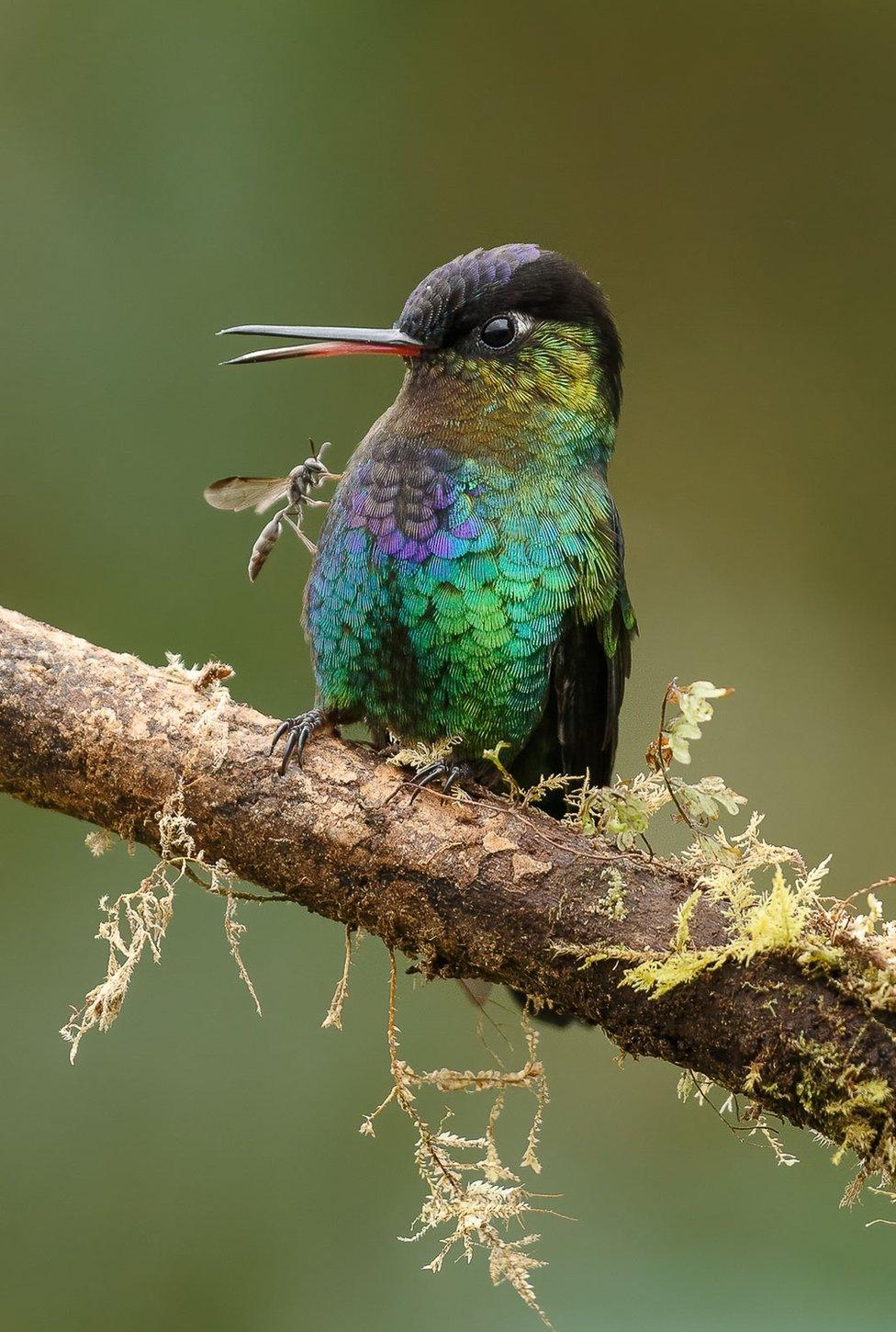 A colourful humming bird sits on a branch whilst an insect sits on its chest