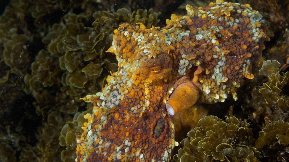 A Californian two-spot octopus hunting