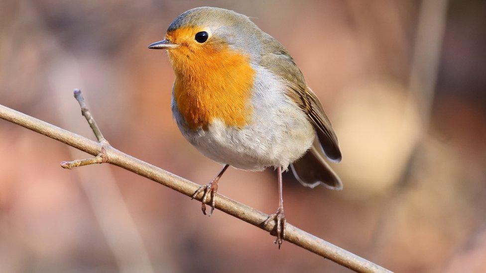 robin