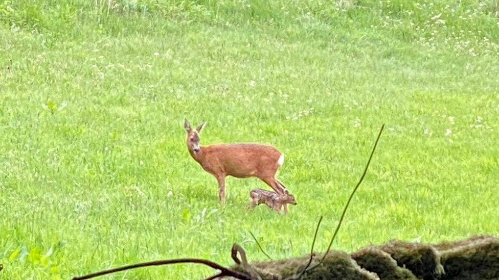 Deer and fawn