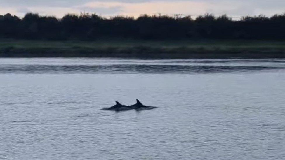 A screenshot from the video appears to show dolphins in the River Great Ouse