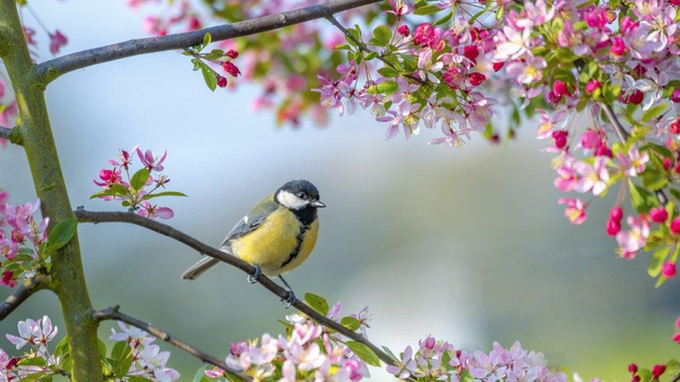 Blue tit in blossom tree