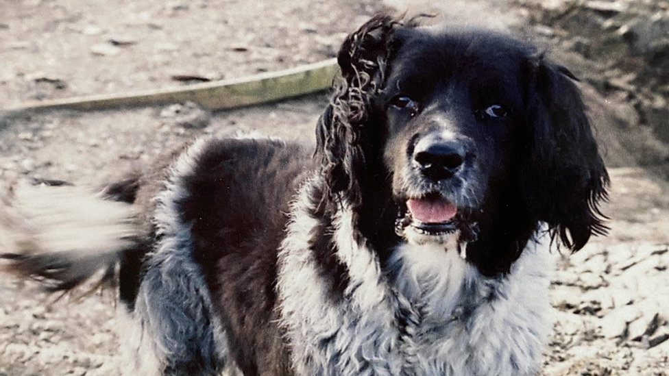 Eric the spaniel